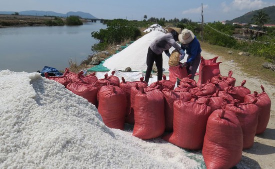 Muối rớt giá xuống 600 đồng/kg, diêm dân Phú Yên gặp khó