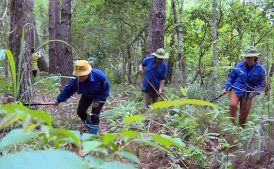 HTX liên kết rừng trồng: Hướng phát triển bền vững của ngành xuất khẩu đồ gỗ