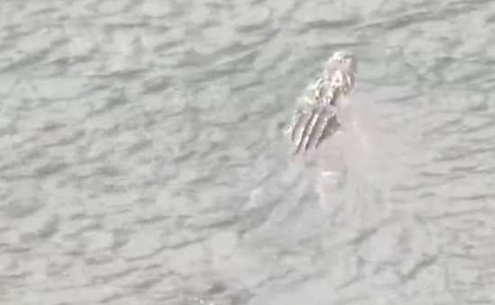 Mỹ: Một phụ nữ mất tích sau khi bị cá sấu lôi xuống hồ