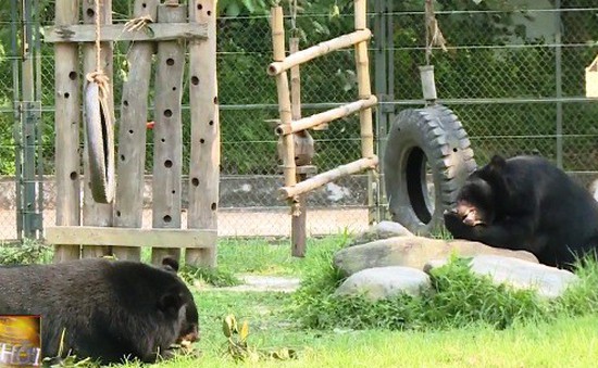 Việt Nam nỗ lực chấm dứt tình trạng nuôi nhốt gấu trong dân