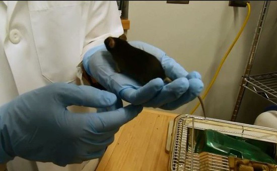 Thử nghiệm thành công trên chuột hợp chất RU-505 giúp điều trị Alzheimer