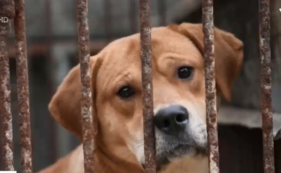 Trung Quốc: Lễ hội thịt chó gây tranh cãi vẫn diễn ra trước sức ép của dư luận