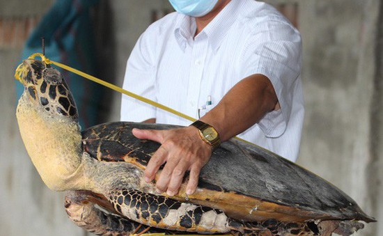 Trừng phạt nghiêm khắc đối tượng mua bán, tàng trữ số lượng lớn xác rùa biển nguy cấp, quý hiếm