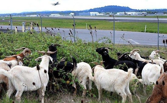 Những động vật thay người làm việc ở sân bay