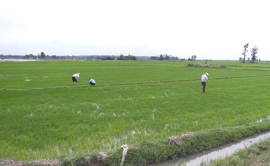 Nông dân Quảng Trị tập trung ngăn chặn bệnh lùn sọc đen bùng phát