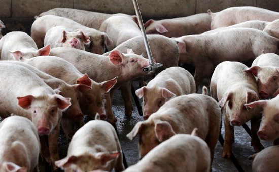 Bộ NN&PTNT cần có kịch bản điều hành giá thịt lợn