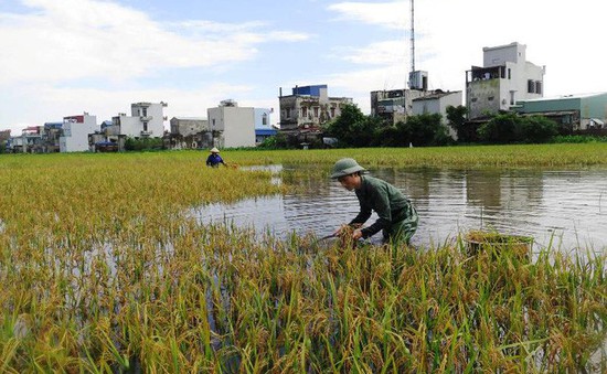 Mưa lớn, hàng nghìn hecta lúa tại Cà Mau bị ngập nước
