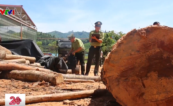 Phát hiện thêm 3 vụ phá rừng ở Bắc Quang, Hà Giang