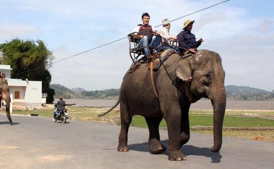 Tổ chức Động vật châu Á tài trợ 65.000 USD để dừng cưỡi voi ở Đăk Lăk