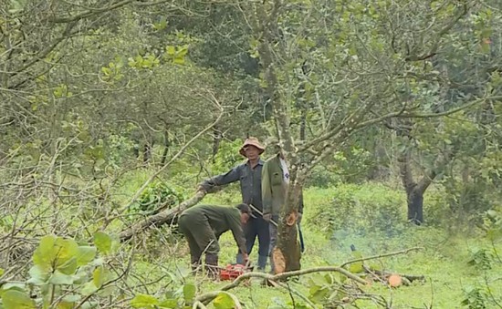 Lâm Đồng phá bỏ hơn 2.000 héc-ta cây điều