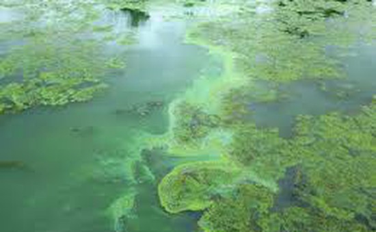 Mối nguy hại cho sức khỏe mùa hè do tảo nở hoa