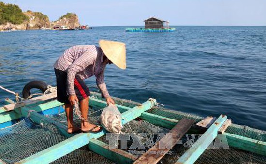 Cá nuôi bè ở Hòn Nghệ (Kiên Giang) liên tục chết bất thường