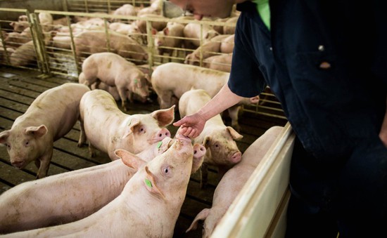 Căng thẳng thương mại Mỹ - Trung: Ngành chăn nuôi lợn Mỹ chịu thiệt hại nặng