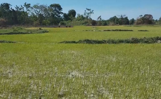 Quảng Trị: Nhiều diện tích lúa bị cháy do nguồn nước tưới nhiễm mặn
