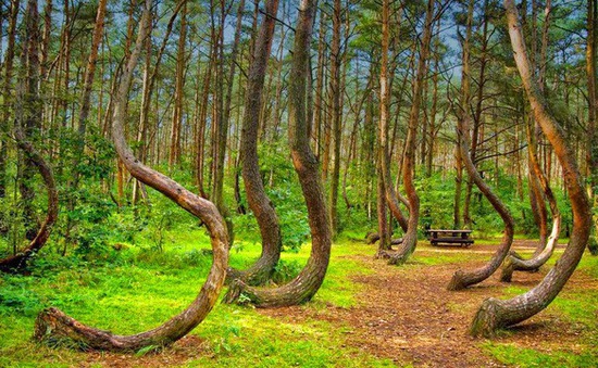 Bí ẩn khu rừng có hàng trăm gốc cây bị uốn cong một cách khó hiểu