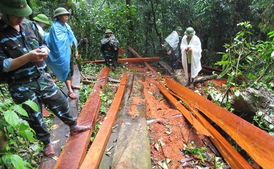 Khởi tố vụ khai thác hơn 100m3 gỗ trái phép tại Bình Định