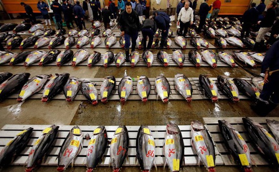Chợ cá lớn nhất thế giới chuẩn bị di dời