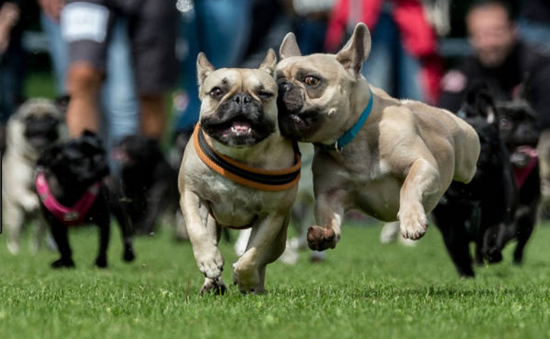 Thú vị cuộc thi chó mặt xệ chạy đua tại Đức