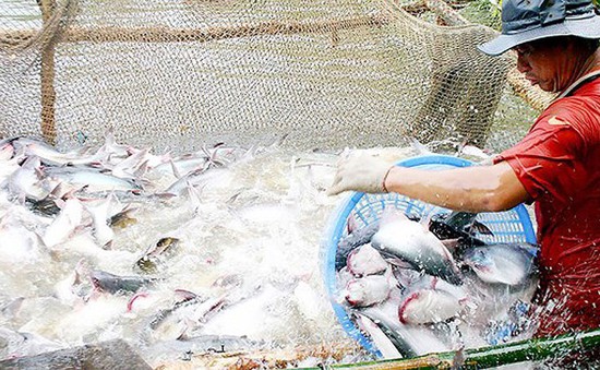 Tìm giải pháp nâng tầm cá tra Việt