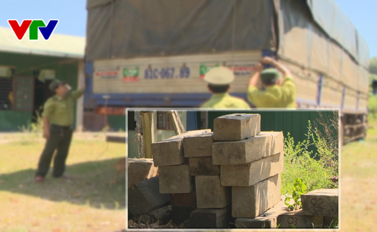 Quảng Nam lại phát hiện vụ vận chuyển gỗ trắc trái phép quy mô lớn
