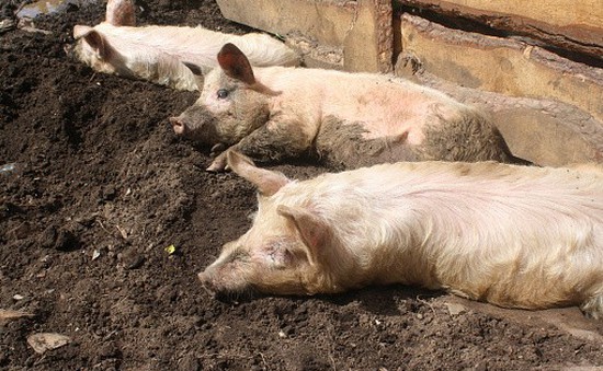 Bùng phát dịch cúm lợn tại Romania