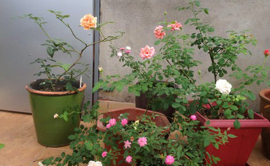 Hoa hồng 1,5 tháng mới tàn ở làng hoa Sa Đéc