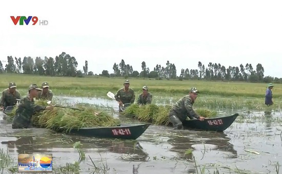 Bộ đội Biên phòng Kiên Giang giúp dân thu hoạch lúa chạy lũ