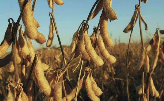 Nông dân Mỹ tích trữ đậu nành chờ hạ nhiệt căng thẳng Mỹ-Trung