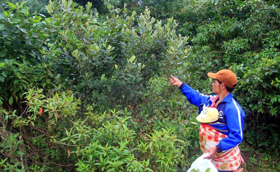 Mùa sim rừng - mùa bội thu của người dân vùng cao Quảng Ngãi
