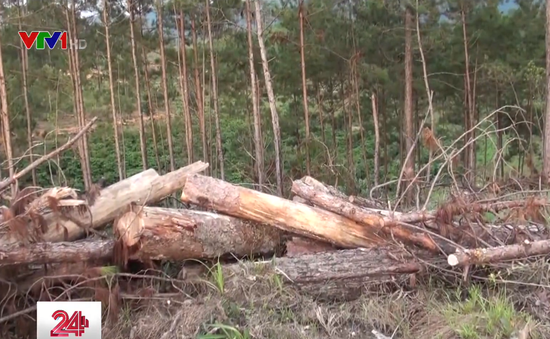 Báo động tình trạng phá rừng lấy đất sản xuất tại Lâm Đồng