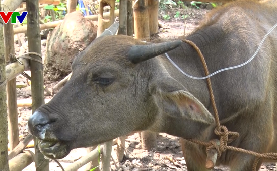 Nghệ An: Hàng chục trâu bò chết do bệnh tụ huyết trùng