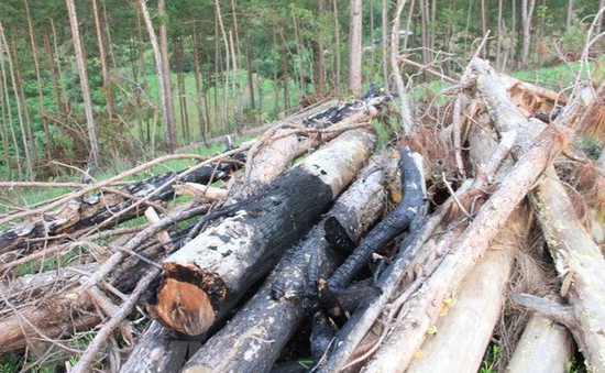 Hàng chục vụ xâm hại rừng chỉ trong 1 tháng, rừng thông Lâm Đồng tan hoang