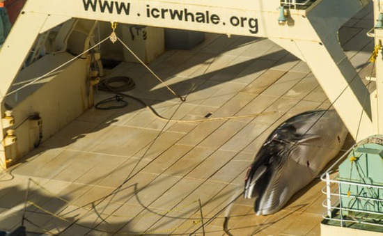 Nhật Bản yêu cầu dỡ bỏ lệnh cấm săn bắt cá voi vì mục đích thương mại