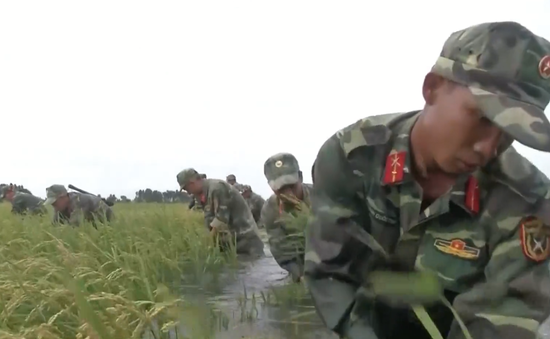 Bộ đội Kiên Giang nỗ lực giúp dân cứu lúa chạy lũ