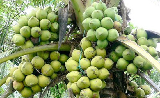 Nhà vườn tỉnh Bến Tre: Cách phân biệt dừa dứa và dừa xiêm xanh ...