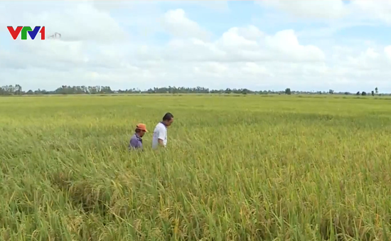 Tây Hòa Kết quả thực hiện mô hình sản xuất lúa chất lượng