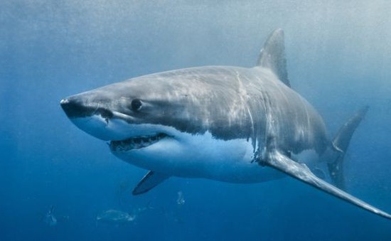 Cá mập tấn công bé gái 12 tuổi ở Australia