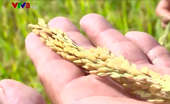 Nâng cao thu nhập cho nông dân từ chuỗi liên kết sản xuất lúa