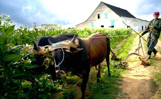 Chính sách đất đai mới của Cuba đem lại lợi ích cho nông dân