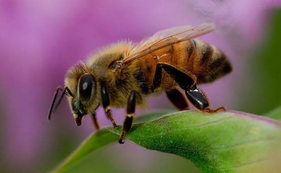 Chữa viêm da dị ứng bắng nọc độc của ong mật