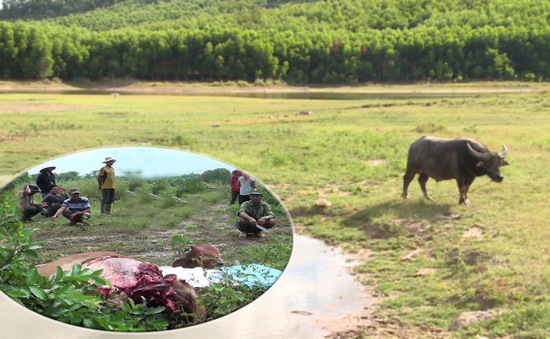 Tiêu điểm: Cảnh báo trộm bò xẻ thịt ở Nam Trung Bộ - Tây Nguyên