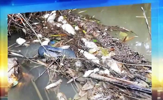 Điều tra nguyên nhân cá, vịt chết hàng loạt ở sông Phủ, Quảng Ngãi