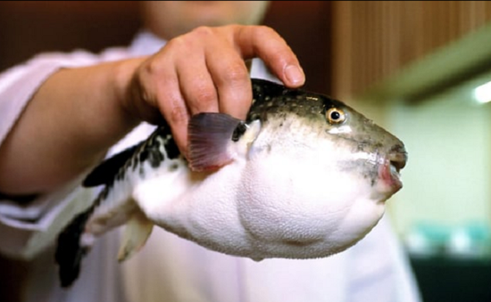 Nhật Bản kích hoạt hệ thống cảnh báo khẩn cấp vì cá nóc chứa độc