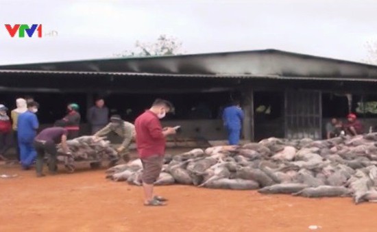 Cháy trang trại lợn ở Đắk Nông, 1.200 con lợn bị chết cháy