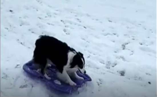 Video chú chó ngộ nghĩnh tự trượt tuyết