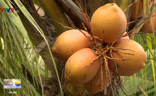 Độc đáo vườn dừa quả màu vàng cam ở TP.HCM