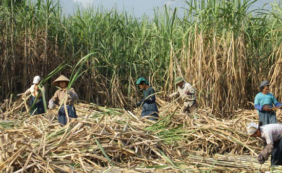 Giá mía thấp, nông dân Gia Lai thất thu