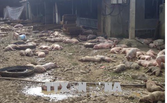 Đắk Nông: 1.200 con lợn của một trang trại bị chết cháy do chập điện