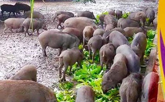 Thịt lợn rừng nuôi hút khách dịp Tết