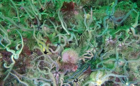 Rạn san hô lớn nhất trên thế giới ở Scotland bị tàn phá nặng nề